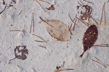 Fallen leaves in the lime