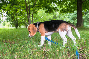 Naklejka na ściany i meble A thoughtful Beagle puppy on a walk in a city park. Portrait of a nice puppy.Eastern Europe.