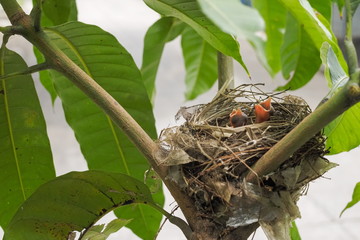 two new born baby bird Red-whiskered bulbul (Pycnonotus jocosus) in bird nest around with green leaves nature background.