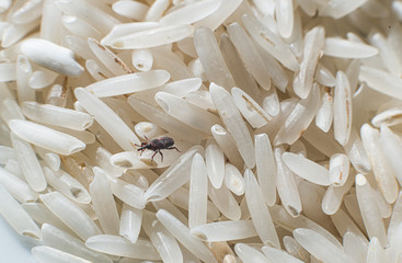 Rice Weevils (Sitophilus oryzae) in rice.