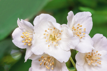 White Cherry Blossom Sakura Tree Branch Closeup