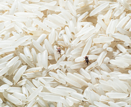 Rice Weevils (Sitophilus oryzae) in rice.