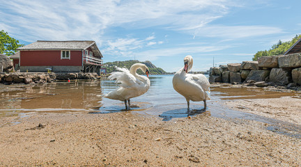 Swan couple on a tiny sunny beach.