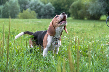 A thoughtful Beagle puppy on a walk in a city park. Portrait of a nice puppy.Eastern Europe.