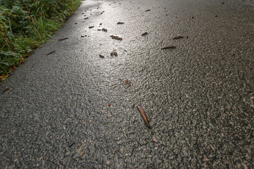 Lots of brown slugs crossing a wet road.