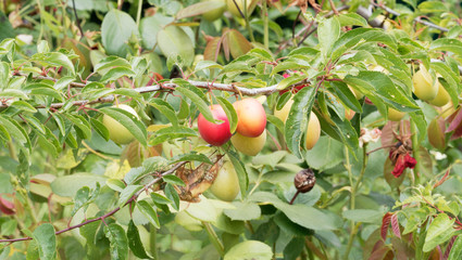 Süße kleine Grünlich gelb bis orangerot Mirabellenfrüchte am Baum. (Prunus domestica)