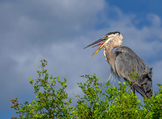 Great Blue Heron with Open Mouth and Tongue