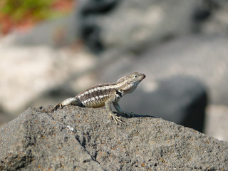 A laza lizard