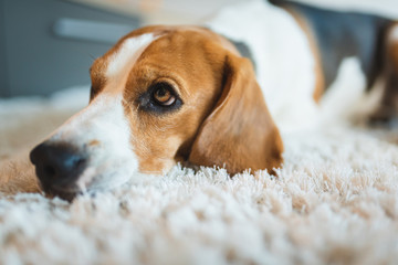 Dog beagle breed sleeps on carpet