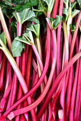 Hintergrund mit frischen roten St&auml;ngeln von Rhabarber