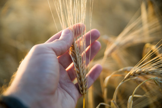 Holding wheat in the hand at sunset