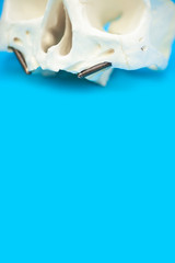 medical skull pattern with false teeth pins on blue background