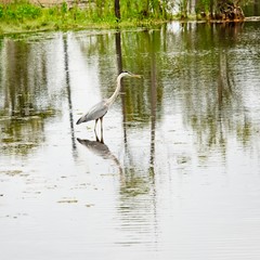 Blue Heron in Pond 2