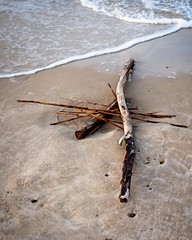 Driftwood on Sandy Beach