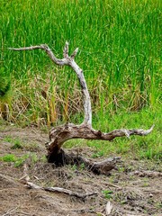 Dead Tree Branches in Swamp