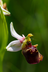 Naklejka na ściany i meble Blüte der einheimischen Orchidee Hummelragwurz - Ophrys holoserica