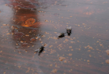 Drei Fliegen auf Holzboden
