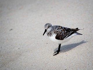 Shorebirds in Gulf Shores AL