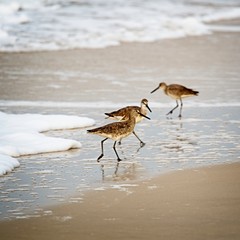 Shorebirds Looking for Food