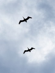 Silhouette of Two Brown Pelicans