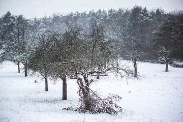 snowy winter landscape in germany