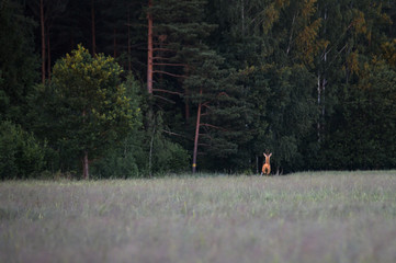  Wild deer having a meal on a green crop field at spring time. Warm evening with golden sunset over the countryside. Peaceful nature landscape.