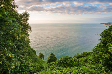 Coast covered by the green ivy