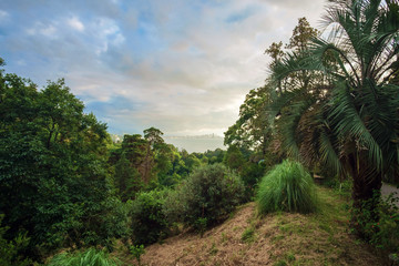 Fototapeta na wymiar View of the cityline from the tropical garden
