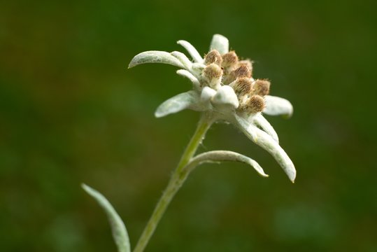 Edelweiss (Leontopodium alpinum) Edelweiss is also famous protected mountain flower