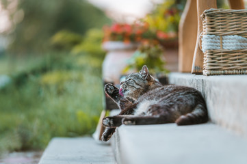  Cat in a warm sunset in countryside drinking milk and eating with a direct sunlight and soft lighting. Countryside cat doing different activities while enjoying life.