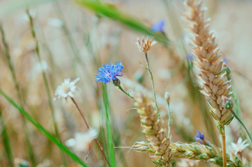 Cereal field with cornflowers under sunlight. Selective focus. Plant background.