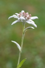 Edelweiss (Leontopodium alpinum) Edelweiss is also famous protected mountain flower
