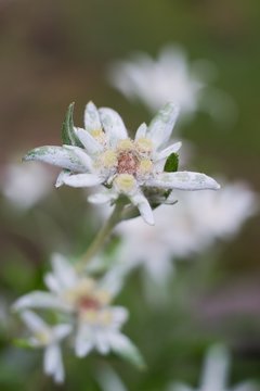 Edelweiss (Leontopodium alpinum) Edelweiss is also famous protected mountain flower