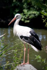 White Stork (Ciconia ciconia) is a large species of wading stork (Ciconiidae).