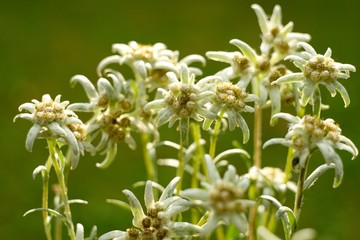 Edelweiss (Leontopodium alpinum) Edelweiss is also famous protected mountain flower