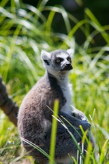 Ring-tailed lemur (Lemur catta) belongs to the order of primates, the suborder of the semi-monkey and comes from Madagascar.