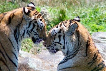 The Indian Tiger (Panthera tigris tigris), also called the Bengal Tiger, is the most numerous tiger subspecies. It is found predominantly around the Ganges estuary, India and Bangladesh.