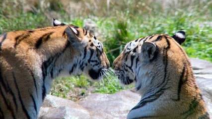 The Indian Tiger (Panthera tigris tigris), also called the Bengal Tiger, is the most numerous tiger subspecies. It is found predominantly around the Ganges estuary, India and Bangladesh.