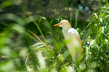 Cattle Egret (Bubulcus ibis) is a medium-sized white heron with black legs.