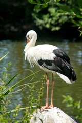 White Stork (Ciconia ciconia) is a large species of wading stork (Ciconiidae).