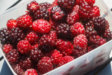 Raspberry in a plastic box after harvesting in a vegetable garden in Brittany