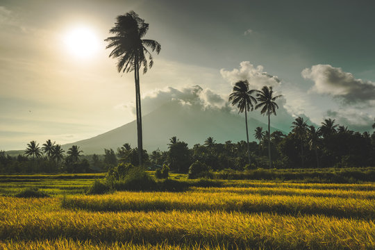 Mount Merapi, Gunung Merapi, a volcano on Java, Indonesia, illuminated by warm evening light after a heavy rain shower. Some rice fields and palm trees with a last cloud of fog infant of a blue sky.