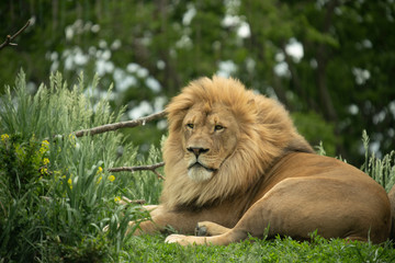 lion (Panthera leo)