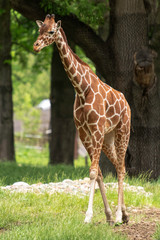 reticulated giraffe (Giraffa camelopardalis reticulata)