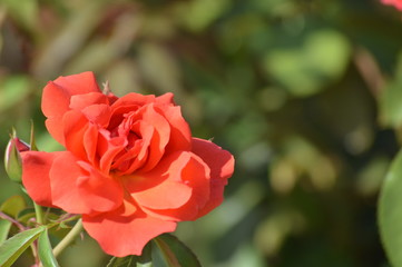 Thomasville rose garden
