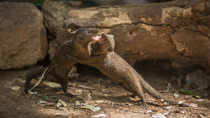 Hippopotamus in Kruger National park, South Africa
