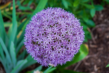 Closeup of purple flower
