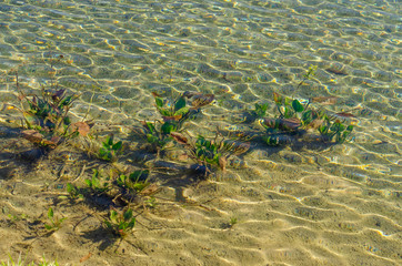 Natureza verde, lagos e plantas