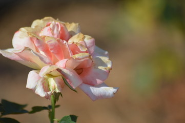 Thomasville rose garden 0301