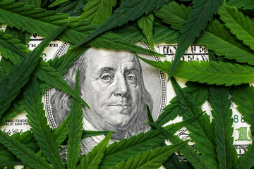 The face of Benjamin Franklin on the hundred dollar banknote among cannabis leaf. Money with...